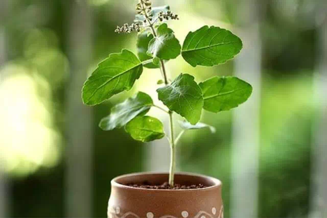 The Sacred Tulsi: Bringing Blessings into Your Home