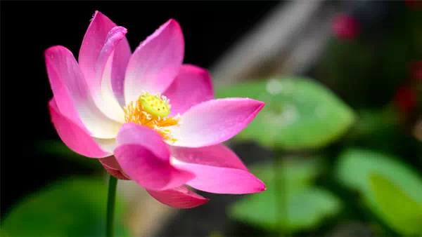 beautiful-pink-lotus